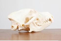 Skull III